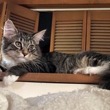 Entry image for Cassie