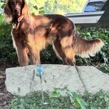 Entry image for Oliver