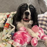 Entry image for Ladybird