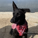 Entry image for Piper