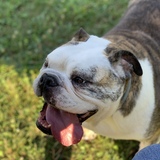 Entry image for Ruby