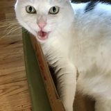 Entry image for Callahan