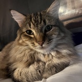 Entry image for Captain