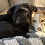 Entry image for Willow and Ruby