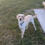 Entry image for Chance 