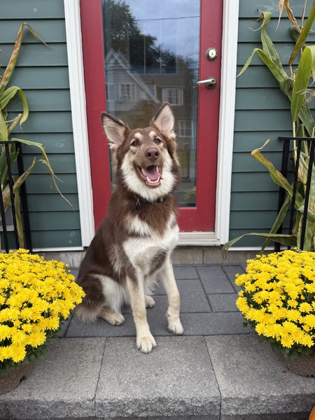 Entry image for Sage. Clicking this image will show a larger photo