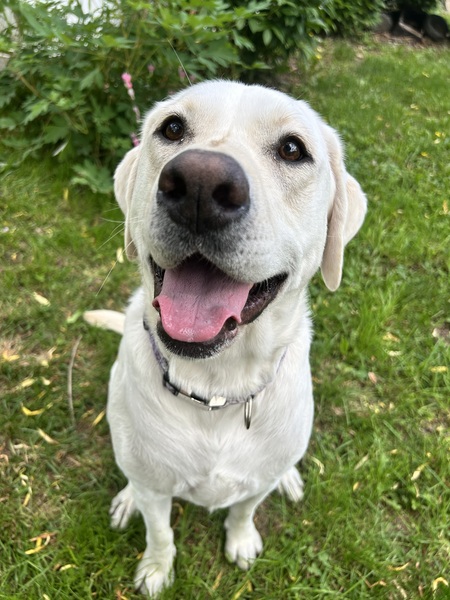 Entry image for Ivy May . Clicking this image will show a larger photo