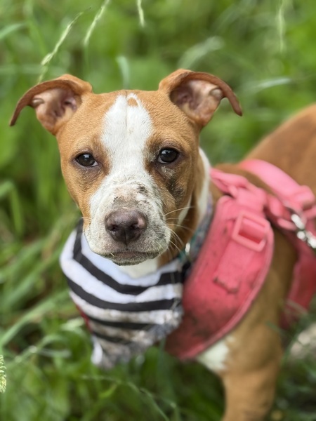 Entry image for Chachi . Clicking this image will show a larger photo