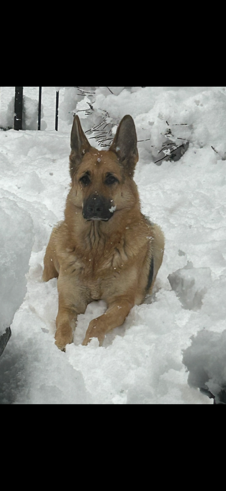 Entry image for Bella. Clicking this image will show a larger photo