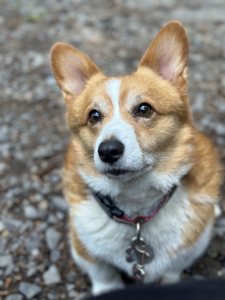 Entry image for Gilligan. Clicking this image will show a larger photo