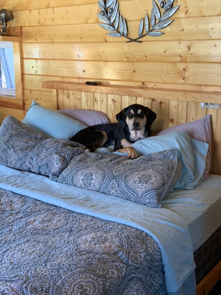 Entry image for Stella. Clicking this image will show a larger photo