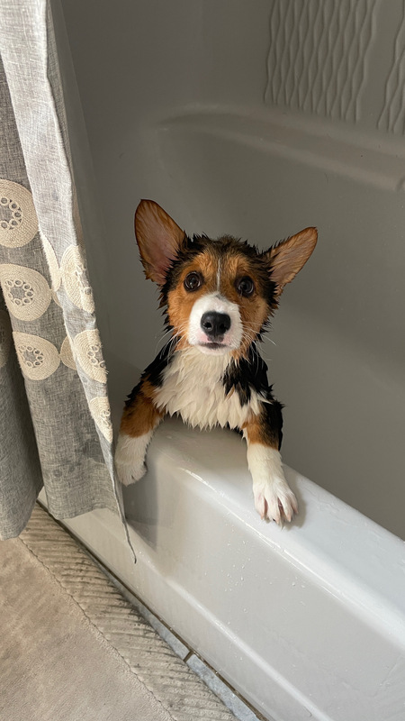 Entry image for Argo . Clicking this image will show a larger photo