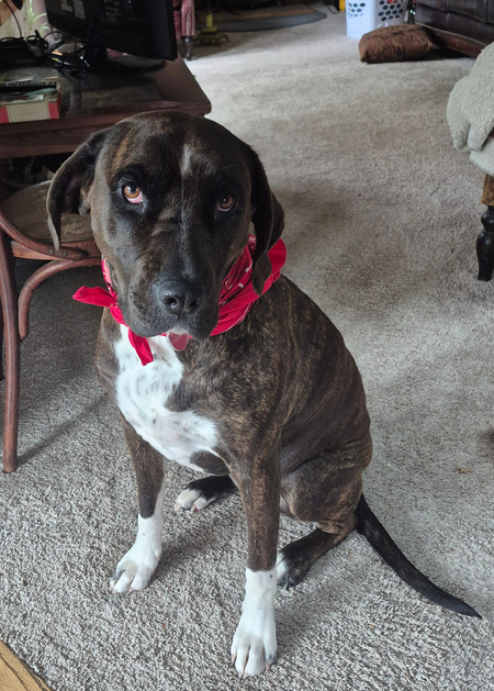 Entry image for Pepper. Clicking this image will show a larger photo