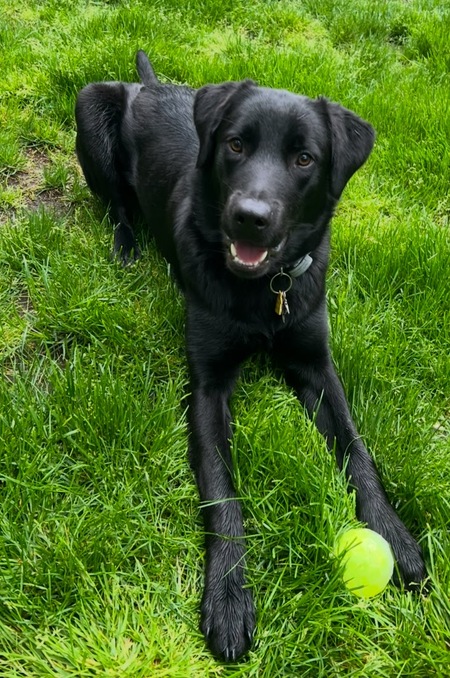 Entry image for Joe. Clicking this image will show a larger photo