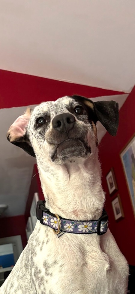 Entry image for Tallulah. Clicking this image will show a larger photo