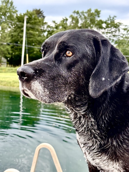 Entry image for Bentley. Clicking this image will show a larger photo