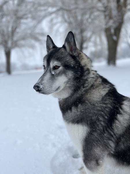 Entry image for Bane. Clicking this image will show a larger photo