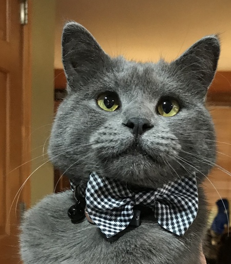 Entry image for Louis. Clicking this image will show a larger photo