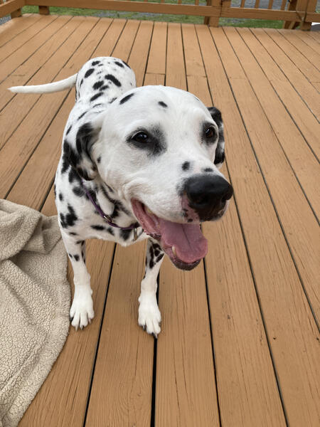 Entry image for Oliver. Clicking this image will show a larger photo