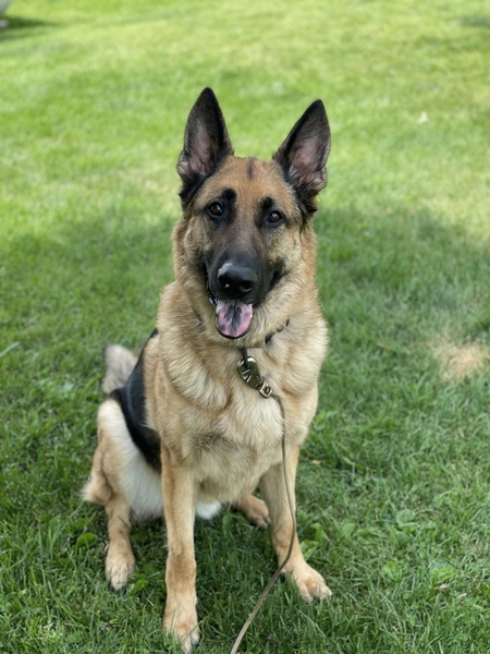 Entry image for Kyro . Clicking this image will show a larger photo