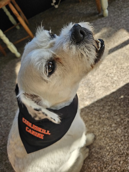 Entry image for Maggie . Clicking this image will show a larger photo