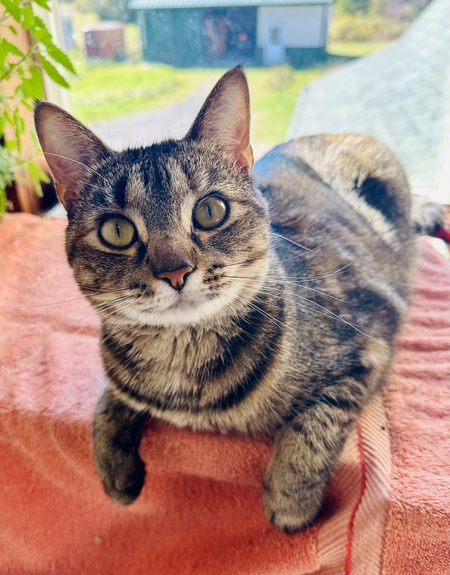 Entry image for Sunny. Clicking this image will show a larger photo