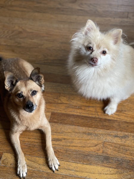 Entry image for Piper & Bailey. Clicking this image will show a larger photo