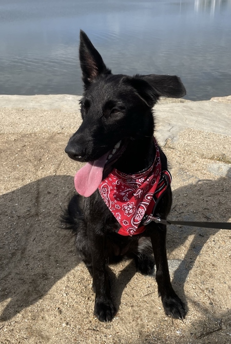 Entry image for Piper. Clicking this image will show a larger photo