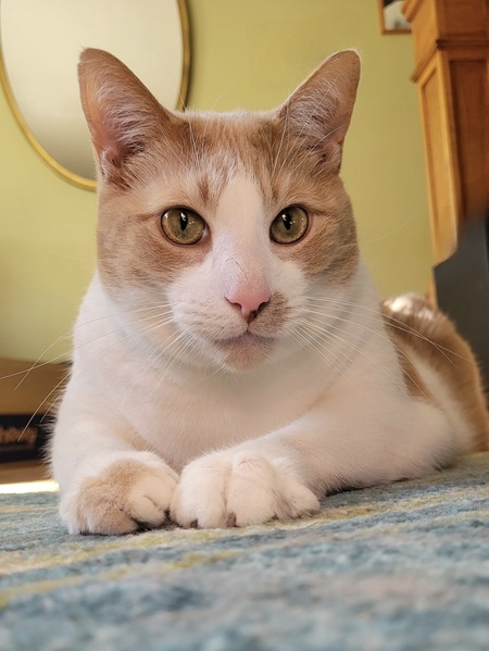 Entry image for Sully. Clicking this image will show a larger photo