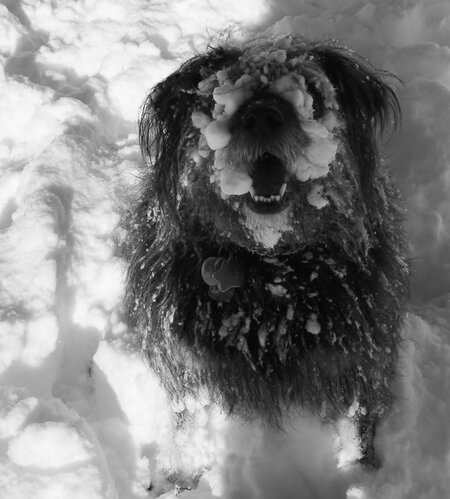 Entry image for Muggs. Clicking this image will show a larger photo