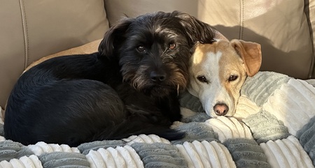 Entry image for Willow and Ruby. Clicking this image will show a larger photo