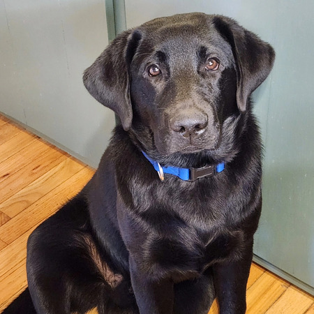 Entry image for Wynston . Clicking this image will show a larger photo