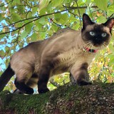 Entry image for Nelly