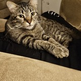 Entry image for Binx 