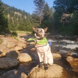 Entry image for Luffy