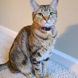 Entry image for Tiggy