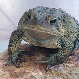 Entry image for Robbietta