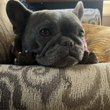 Entry image for Olive