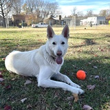 Entry image for Juniper