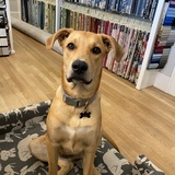 Entry image for Dexter