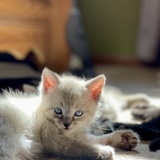 Entry image for NutterButter 