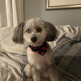 Entry image for Lottie Dottie