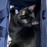 Entry image for William D. Bear