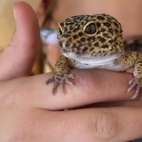 Entry image for Pepper