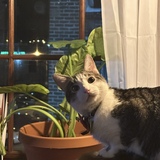 Entry image for Montague “Monty”