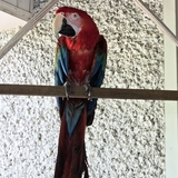 Entry image for Gotchi