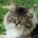 Entry image for Tuna