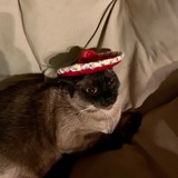 Entry image for Leonardo