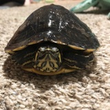 Entry image for Myrtle 