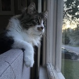 Entry image for Ollie